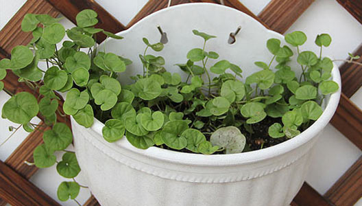 Basket Garden Planters